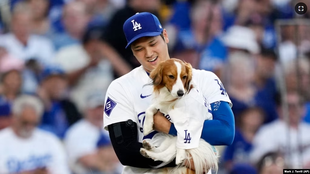 FILE - Los Angeles Dodgers' Shohei Ohtani brings his dog Decoy to deliver the ceremonial first pitch before a baseball game between the Dodgers and the Baltimore Orioles, Aug. 28, 2024, in Los Angeles, California. (AP Photo/Mark J. Terrill, File)