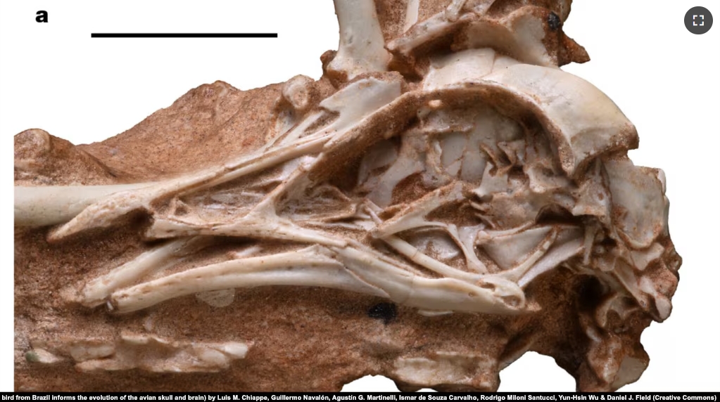 Photo of Navaornis hestiae fossil from report by Luis M. Chiappe, Guillermo Navalón, Agustín G. Martinelli, Ismar de Souza Carvalho, Rodrigo Miloni Santucci, Yun-Hsin Wu & Daniel J. Field, November 13, 2024. (https://www.nature.com/articles/s41586-024-08114-4#rightslink)