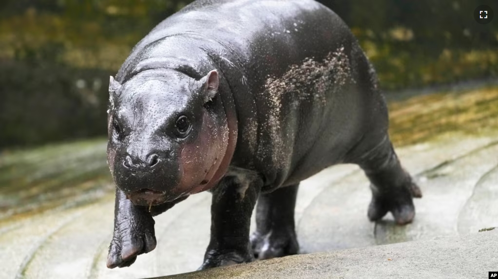 FILE - Two-month-old baby hippo Moo Deng walks at the Khao Kheow Open Zoo in Chonburi province, Thailand, Sept. 19, 2024. (AP Photo/Sakchai Lalit, File)