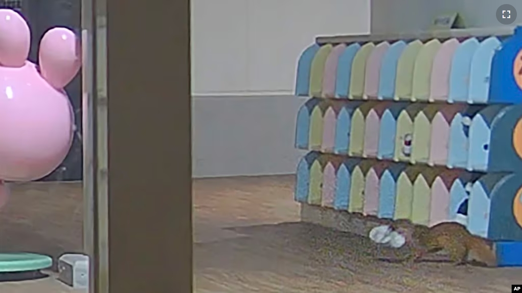 This image made from security camera video released by Kasuya Police shows a weasel with a shoe at a kindergarten in Koga, Fukuoka prefecture, southwestern Japan, on Nov. 11, 2024. (Kasuya Police via AP)