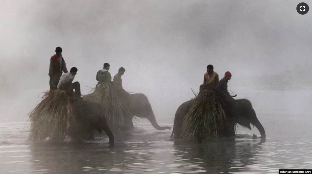 FILE - Nepalese mahouts walk their elephants through the Rapti River from Chitwan National Park in Sauraha, Chitwan, 170 kilometers (106 miles) south from Katmandu, Nepal, Monday, Dec. 26, 2011. (AP Photo/Niranjan Shrestha)