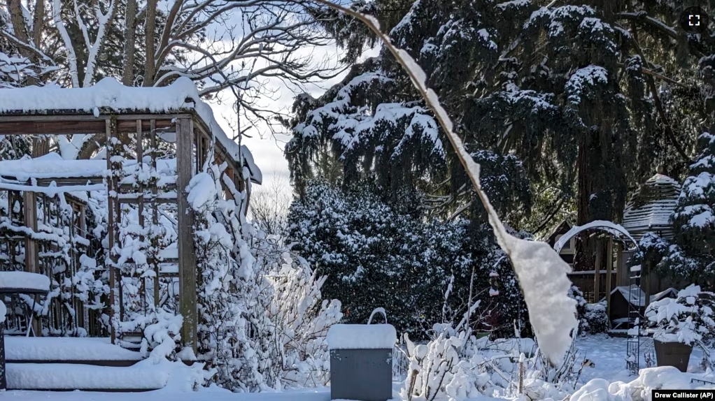 Snow covers the yard of a home in the Grant Park neighborhood of Portland, Oregon, Feburary 23, 2023. (AP Photo/Drew Callister)