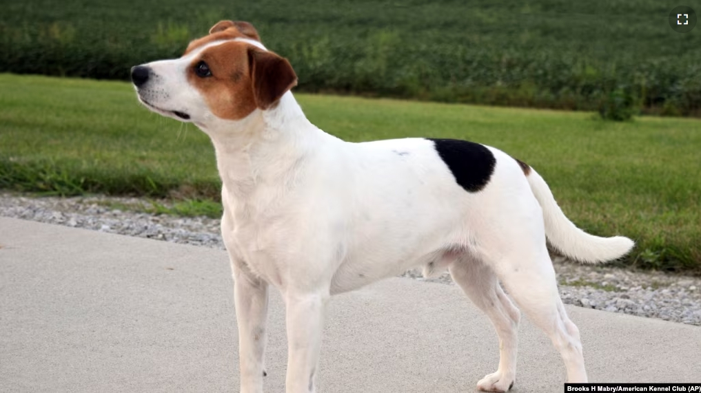 This image provided by the American Kennel Club shows a Danish-Swedish Farmdog, the latest dog in the American Kennel Club's lineup of recognized breeds.