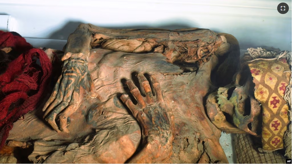 This August 2024 photo provided by researchers shows a mummified human from Peru's Chancay culture. (Tom Kaye via AP)