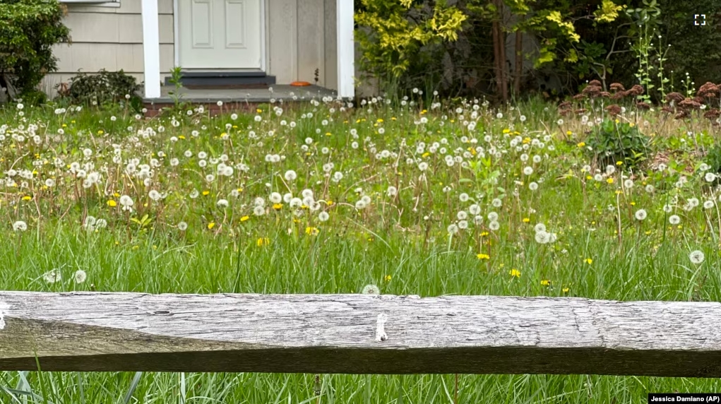 This May 2023 image provided by Jessica Damiano shows a neglected, overgrown property on Long Island, New York. (Jessica Damiano via AP)