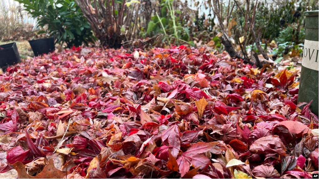 This Dec. 5, 2024, image provided by Jessica Damiano shows a thick layer of fallen leaves serving as mulch to protect spring bulbs planted in a Long Island, New York, garden bed. (Jessica Damiano via AP)