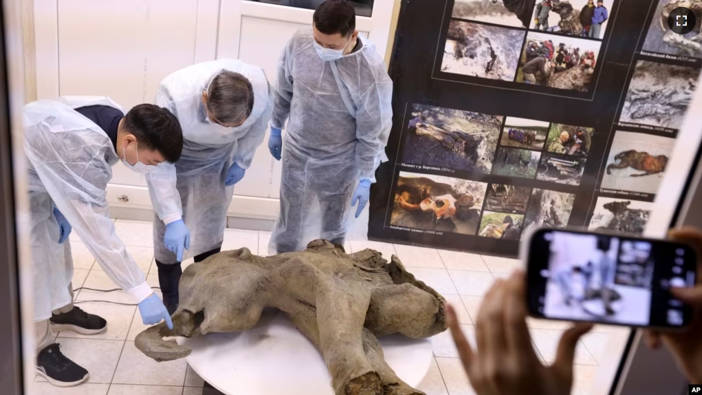 In this photo, scientists show the remains of a 50,000-year-old baby mammoth uncovered by melting permafrost in Russia's Siberia, Dec. 23, 2024. (Michil Yakovlev, Mammoth Museum at the Russian North-Eastern Federal University via AP)