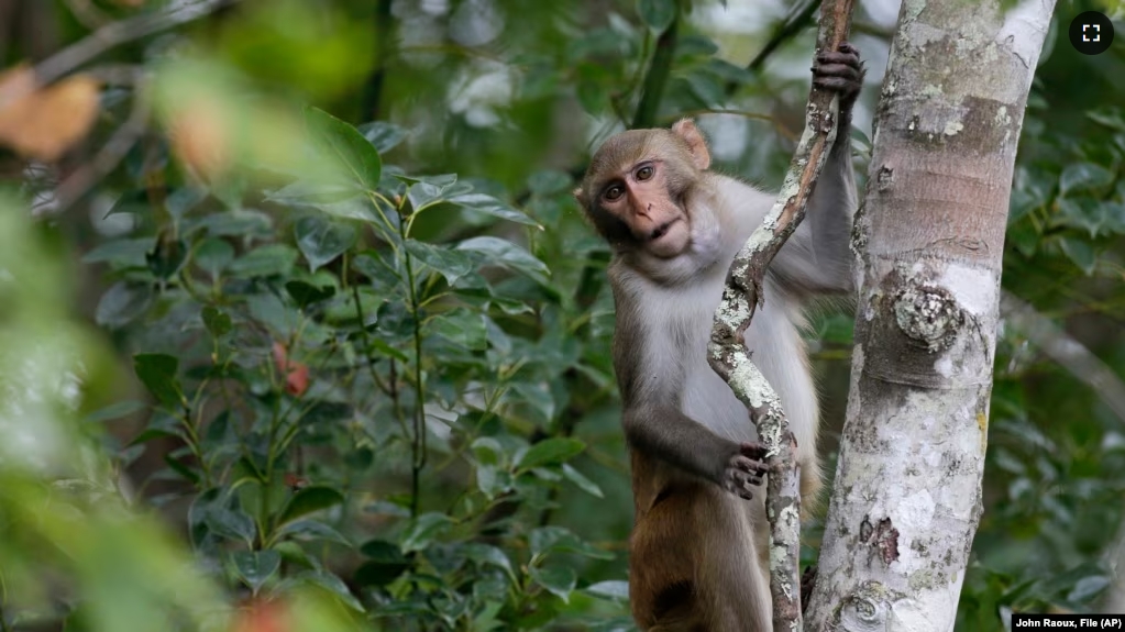 FILE - A rhesus macaques monkey observes kayakers along the Silver River in Silver Springs, Fla., Friday, Nov. 10, 2017.