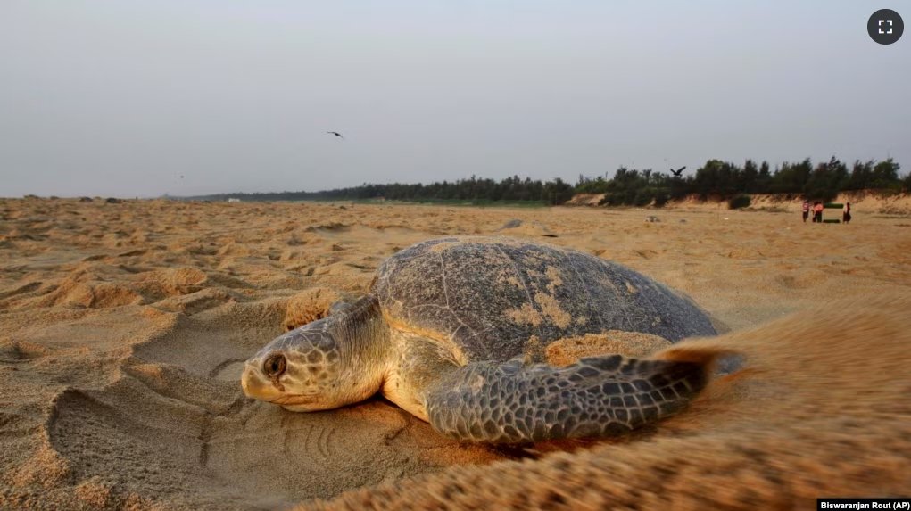 FILE - An olive ridley turtle drags sand to cover its nest after laying it at the Rushikulya River in Ganjam, India, March 13, 2015.