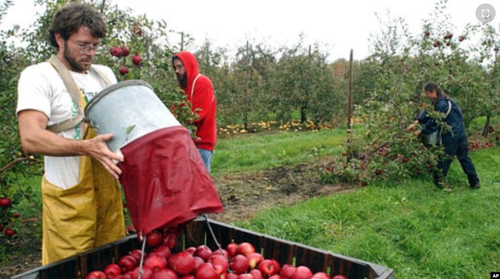 Paul Appleton, left-foreground, dumps Roma apples into a crate at the University of Massachusetts Cold Spring Orchard Research & Education Center, Oct. 27, 2003. The orchard is maintained not only for research but for income to support the research. (AP Photo/Nathan Martin)