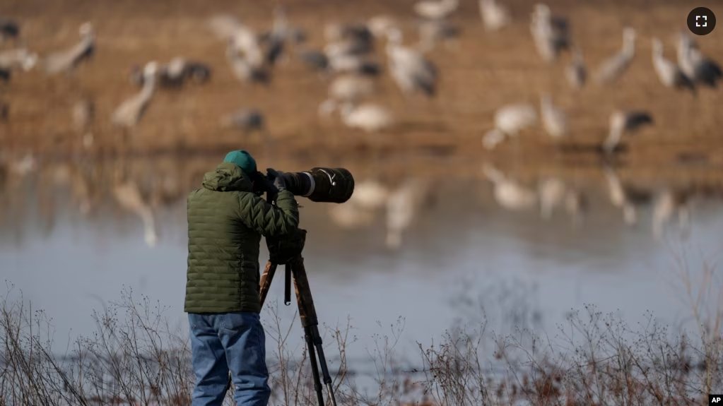 Rob Broeren takes pictures of sandhill cranes at the Wheeler National Wildlife Refuge, Monday, Jan. 13, 2025, in Decatur, Ala. (AP Photo/George Walker IV)