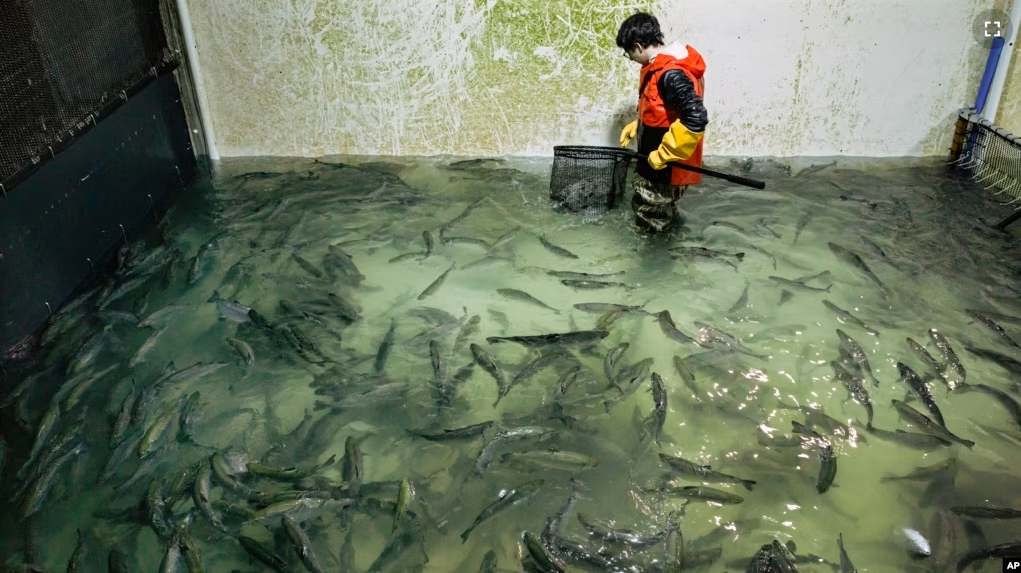 Stephen Zicari, an employee of Local Coho salmon fish farm in Auburn, N.Y., nets fish from one of the farm's tanks Friday, Jan. 24, 2025, that will be donated to the Food Bank of Central New York. (AP Photo/Craig Ruttle)
