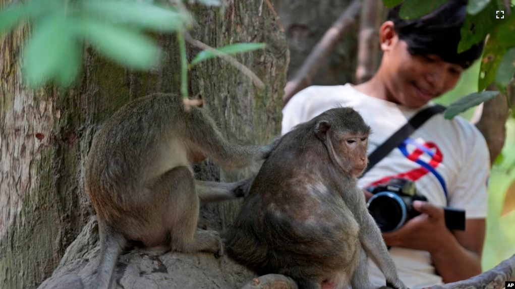 YouTuber Phut Phu takes videos of monkeys near the Bayon temple of an Angkor Wat temple complex in Siem Reap province, Cambodia, Tuesday, April 2, 2024. (AP Photo/Heng Sinith)