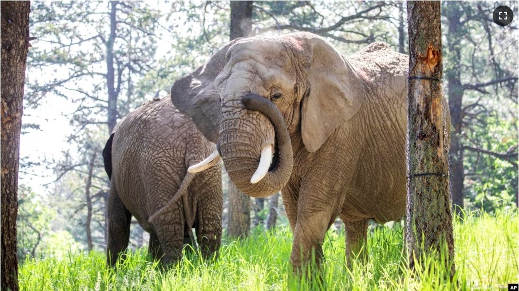 FILE - This undated photo provided by the Cheyenne Mountain Zoo shows elephants Kimba, front, and Lucky, back, at the Zoo in Colorado Springs, Colorado. (Cheyenne Mountain Zoo via AP, File)