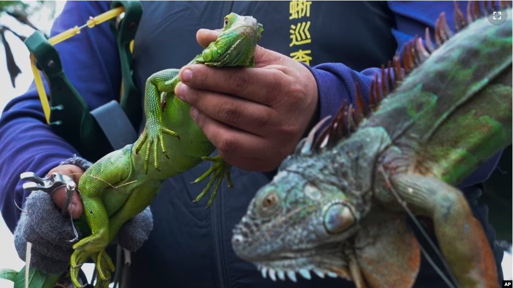 In this image made from video, hunters hold the iguanas they catch in Pingtung County, southern Taiwan on Jan 21, 2025. (AP Photo/Wu Taijing)