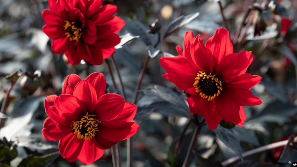 This undated image provided by All-America Selections shows Dahlia Black Forest Ruby, an AAS-winning plant for 2025. (All-America Selections via AP)