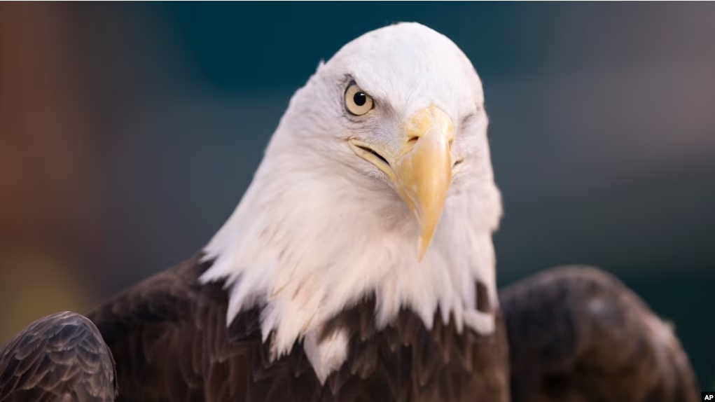 This Jan. 5, 2020, file photo shows a bald eagle in Philadelphia, Pennsylvania. (AP Photo/Chris Szagola)
