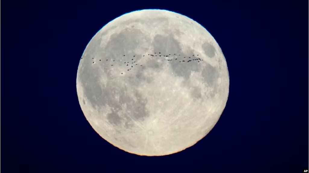 In this file photo, a flock of birds fly in front of the full moon over the city center in Tallinn, Estonia, Oct. 17, 2024. (AP Photo/Sergei Grits, File)